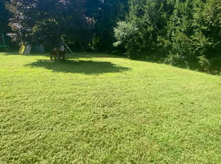 Selena S.'s Lawn Mowing service result
