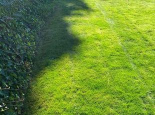 June K.'s Lawn Care service result