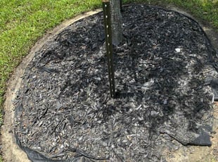 Weeding by Santiago Rodriguez for Amber B. in Alvin, TX