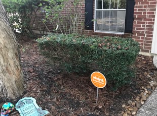 Bush Trimming by Domingo Rosas for Jenny G. in Houston, TX