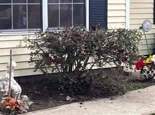 Bush Trimming by Racine Curnell for Lynne K. in Charleston, SC