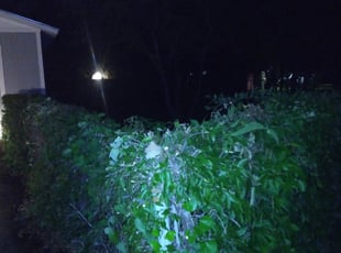 Bush Trimming by Clinton Lee for Lance G. in Haltom City, TX