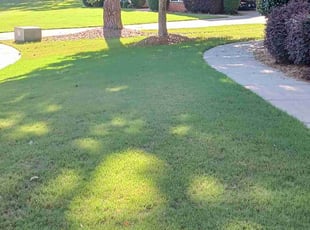 Bethesda M.'s Lawn Service service result