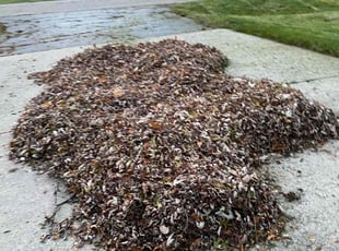 Leaf Removal by Antasha Malcolm for Christopher S. in Sterling Heights, MI