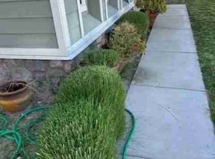 Bush Trimming by Edward Walsh for Nonso M. in San Bernardino, CA