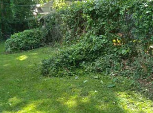 Bush Trimming by Julio Almestica for Nellie M. M. in Kansas City, MO
