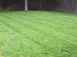 Ray T.'s Lawn Service service result
