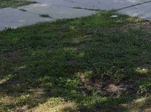 Cleanups by Tim Birch for Holly L. in Omaha, NE