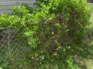 Bush Trimming by Terrence Barber for Jessica S. in Washington, DC