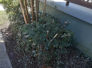 Bush Trimming by Charles Byrd for Camillus M. in New Orleans, LA