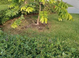 Bush Trimming by Roger Denmark for Chris C. in Miami, FL
