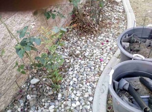 Weeding by Miguel Montes for Mathieu S. in Chino Hills, CA