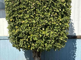 Bush Trimming by Jvon Robinson for Nathan R. in Bloomington, CA