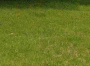 Aracelio N.'s Yard Cutting service result