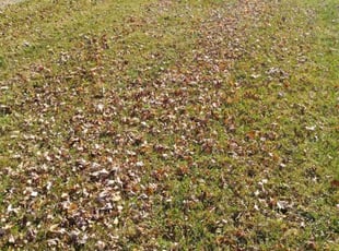Leaf Removal by Mark Abercrombie for Nicholas B. in Cincinnati, OH