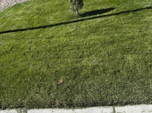 Tim H.'s Lawn Mowing service result