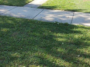 Empress M.'s Lawn Care service result