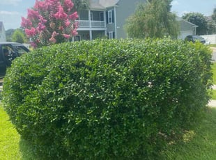 Bush Trimming by Don'Trayvis Vaught for Tawny f. in Myrtle Beach, SC