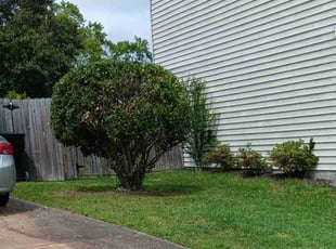 Bush Trimming by Kelvin Gooding for Dan S. in Virginia Beach, VA
