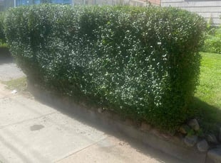 Bush Trimming by Timothy Smith for Melanie B. in Waterbury, CT