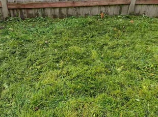 Terry B.'s Lawn Mowing Service service result