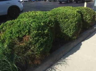 Bush Trimming by Marcus Grimes for Dr. J. in Dayton, OH