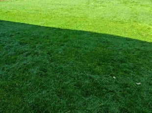 Chris F.'s Grass Cutting service result