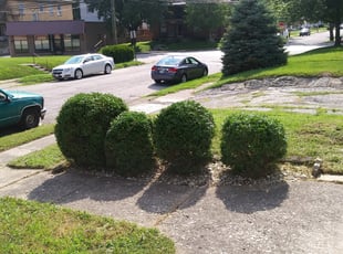 Bush Trimming by Blake Andersen for Jeff K. in Cincinnati, OH