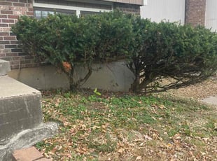 Bush Trimming by Sedrick Wesley for Jessica G. in Kansas City, KO