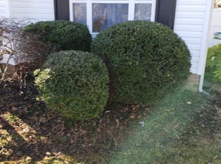 Bush Trimming by Edward Kauffman for Kevin T. in Virginia Beach, VA