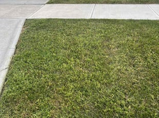 Alexandra D.'s Lawn Maintenance service result