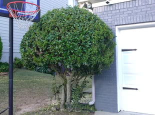 Bush Trimming by Enrique Juarez for Michael S. in Canton, GA