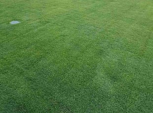 Chessly N.'s Grass Cutting service result