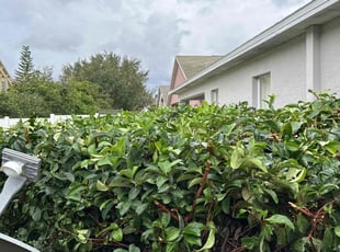 Bush Trimming by Alain Beckfordxx for Jodi B. in Land O' Lakes, FL