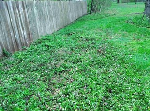 Cleanups by Michael King for Chris B. in Berea, OH