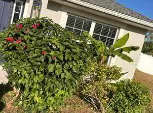 Bush Trimming by Peterson Dariste for Alicia P. in North Port, FL