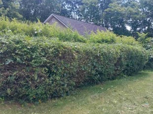Bush Trimming by Timothy Pannell for Cherie S. in Greensboro, NC
