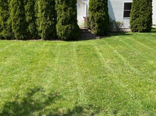 Fred T.'s Grass Cutting service result