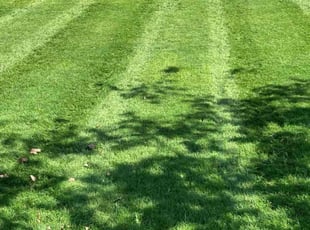 Carisa G.'s Lawn Service service result