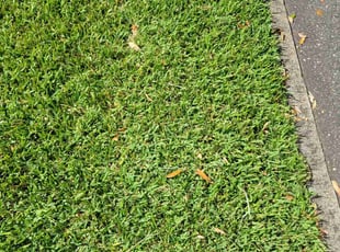 Diane O.'s Lawn Care service result
