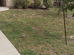 Bush Trimming by Gregory Carter for Alexa W. in Austin, TX
