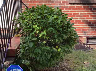 Bush Trimming by Joel Walton for Alexis D. in Norfolk, VA