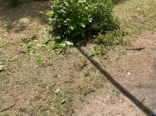 Bush Trimming by Vincent Cowart for Patrice B. in Statesville, NC
