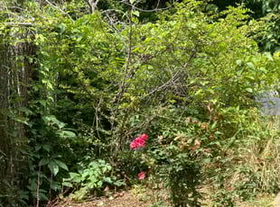 Weeding by M D for Jeanette H. in Tulsa, OK