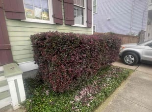 Bush Trimming by Juan Manson for Amy L. in New Orleans, LA