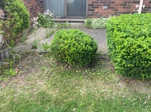 Bush Trimming by Ricardo Binyard Jr for Sandra L. in Warren, MI
