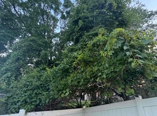 Bush Trimming by Michael Craig for Jeron A. in Clinton, MD