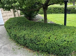 Bush Trimming by Deionty Austin for Kim G. in Shaker Heights, OH