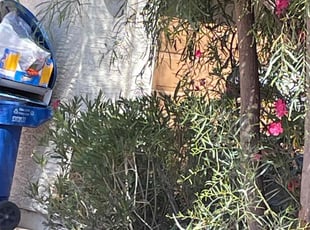 Bush Trimming by Michael Rizzo for Brett A. in Chandler, AZ
