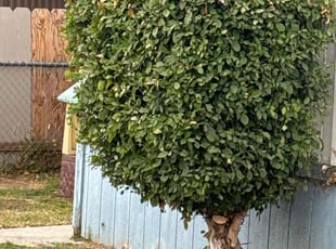 Bush Trimming by Jvon Robinson for Nathan R. in Bloomington, CA